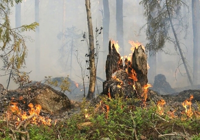 Инсайд. На пожары в лесах Сибири приходится до 20% от объема выбросов парниковых газов в России