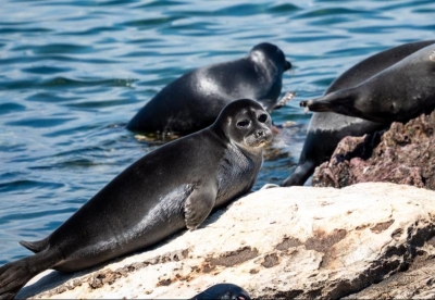 Охота на нерп: в Бурятии заговорили о промышленной добыче байкальского эндемика