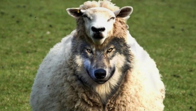 «Сегежа групп» справила себе овечью шкуру